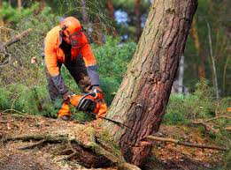 How Our Tree Care Process Works  in Avoca, PA